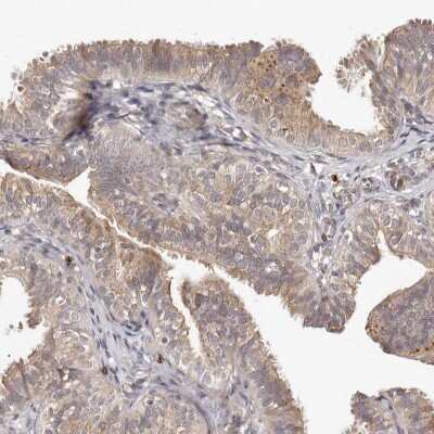 Immunohistochemistry-Paraffin MICAL2 Antibody - BSA Free