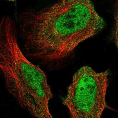 Immunocytochemistry/ Immunofluorescence MICAL3 Antibody