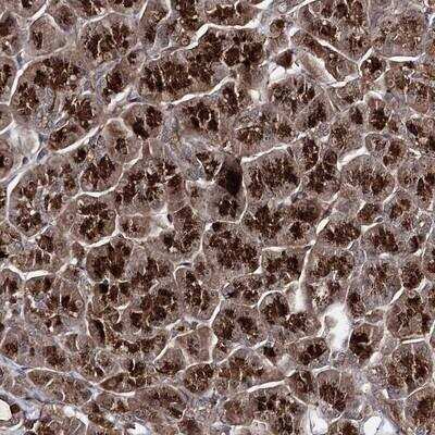 Immunohistochemistry MICALCL Antibody - BSA Free