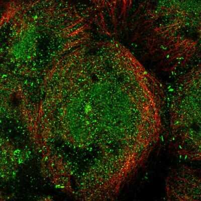 Immunocytochemistry/Immunofluorescence: MICALL1 Antibody [NBP1-81386] - Staining of human cell line A-431 shows localization to nucleoplasm, cytosol, microtubule organizing center & cell junctions.