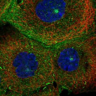 Immunocytochemistry/Immunofluorescence: MICALL1 Antibody [NBP2-55389] - Staining of human cell line A-431 shows localization to plasma membrane, cytosol, microtubule organizing center & cell junctions. Antibody staining is shown in green.