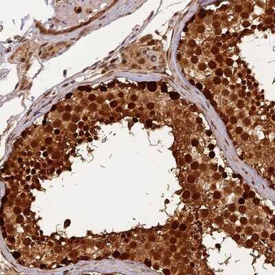 Immunohistochemistry-Paraffin: MICALL1 Antibody [NBP1-81386] - Staining of human testis shows strong cytoplasmic and nuclear positivity in cells in seminiferus ducts.