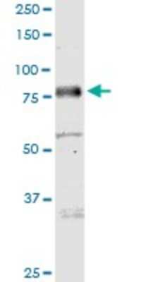 Western Blot: MICALL1 Antibody [H00085377-B01P] - Analysis of MICALL1 expression in HepG2.