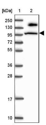 Western Blot MICALL1 Antibody - BSA Free