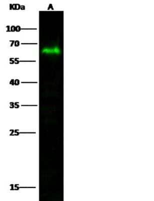 Western Blot: MICB Antibody (102) [NBP2-89627] - Lane A: U87MG Whole Cell Lysate Lysates/proteins at 30 ug per lane.Secondary Goat Anti-Rabbit IgG H&L (Dylight800) at 1/10000 dilution.Developed using the Odyssey technique.  Performed under reducing conditions.Predicted band size:40 kDa Observed band size:67 kDa