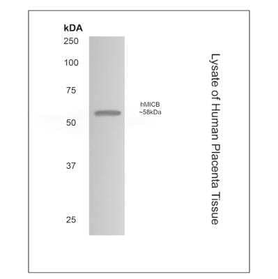 Western Blot: MICB Antibody (MM0473-3C37) - Azide and BSA Free [NBP2-11798] - Lysate of human placenta tissue with mouse monoclonal anti-human MICB antibody.