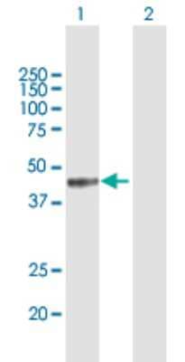 Western Blot: MICB Antibody [H00004277-B01P] - Analysis of MICB expression in transfected 293T cell line by MICB polyclonal antibody.  Lane 1: MICB transfected lysate(37.4 KDa). Lane 2: Non-transfected lysate.