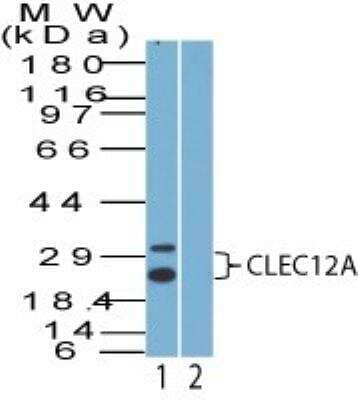 Western Blot: MICL/CLEC12A Antibody [NBP2-27346] -  Analysis of CLEC12A using CLEC12A antibody. ThP1 cell lysate in the 1) absence and 2) presence of immunizing peptide probed with 2 ug/ml of CLEC12A antibody. I goat anti-rabbit Ig HRP secondary antibody and PicoTect ECL substrate solution were used for this test.