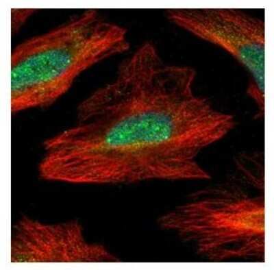 Immunocytochemistry/Immunofluorescence: MID1IP1 Antibody [NBP1-32599] - Paraformaldehyde-fixed HeLa, using MID1IP1 antibody (Green) at 1:500 dilution. Alpha-tubulin filaments were labeled with an alpha Tubulin antibody (Red) at 1:2000.