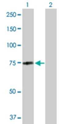 Western Blot MID2 Antibody - Azide and BSA Free