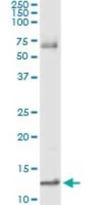 Immunoprecipitation: MIF Antibody (2A10-4D3) [H00004282-M01] - Analysis of MIF transfected lysate using anti-MIF monoclonal antibody and Protein A Magnetic Bead, and immunoblotted with MIF MaxPab rabbit polyclonal antibody.