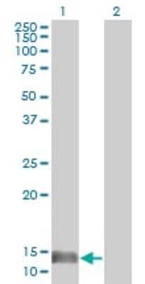 Western Blot: MIF Antibody (2A10-4D3) [H00004282-M01] - Analysis of MIF expression in transfected 293T cell line by MIF monoclonal antibody (M01), clone 2A10-4D3.Lane 1: MIF transfected lysate(12.5 KDa).Lane 2: Non-transfected lysate.