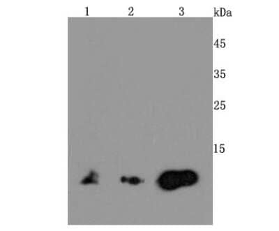 Western Blot: MIF Antibody (JM11-64) [NBP2-66949] - Analysis of MIF on different cells lysates using anti-MIF antibody at 1/500 dilution. Positive control:  Line 1: Mouse brain  Line 2: Jurkat  Line 3: Hela