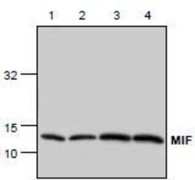 Western Blot: MIF Antibody [NB100-1910] - Analysis of MIF expression in lysates from Jurkat (Lane 1, 2), 3T3 (Lane 3) and rat kidney (Lane 4).