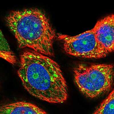 Immunocytochemistry/Immunofluorescence: MIF4GD Antibody [NBP2-30627] - Staining of human cell line MCF7 shows localization to nucleoli & cytosol. Antibody staining is shown in green.