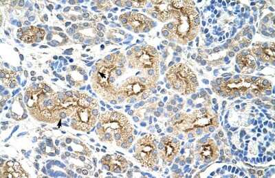 Immunohistochemistry-Paraffin: MIF4GD Antibody [NBP1-57562] - Human kidney Tissue, antibody concentration 4-8ug/ml. Cells with positive label: renal corpuscle cells (indicated with arrows) 400X magnification.