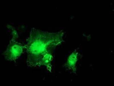 Immunocytochemistry/Immunofluorescence: MIF4GD Antibody (OTI4C11) - Azide and BSA Free [NBP2-72685] - Staining of COS7 cells transiently transfected by pCMV6-ENTRY MIF4GD.