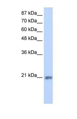 Western Blot MIF4GD Antibody - BSA Free