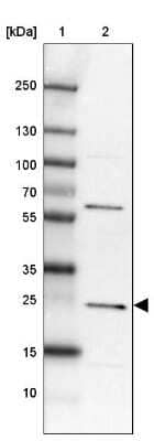 Western Blot MIF4GD Antibody - BSA Free