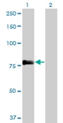 Western Blot: MIG2/Kindlin-2 Antibody (2G11) [H00010979-M09] - Analysis of PLEKHC1 expression in transfected 293T cell line by PLEKHC1 monoclonal antibody (M09), clone 2G11. Lane 1: PLEKHC1 transfected lysatE (77.9 KDa). Lane 2: Non-transfected lysate.