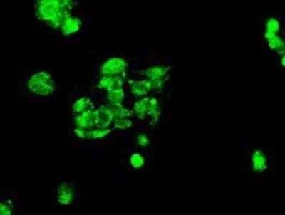 Flow Cytometry: MIG2/Kindlin-2 Antibody (OTI9E4) - Azide and BSA Free [NBP2-72687] - Staining of HepG2 cells using anti-Kindlin-2 mouse monoclonal antibody.