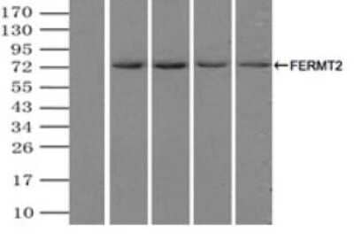 Immunoprecipitation: MIG2/Kindlin-2 Antibody (OTI9E4) - Azide and BSA Free [NBP2-72687] - (Negative control: IP without adding anti-FERMT2 antibody.). For each experiment, 500ul of DDK tagged FERMT2 overexpression lysates (at 1:5 dilution with HEK293T lysate), 2ug of anti-FERMT2 antibody and 20ul (0.1mg) of goat anti-mouse conjugated magnetic beads were mixed and incubated overnight. After extensive wash to remove any non-specific binding, the immuno-precipitated products were analyzed with rabbit anti-DDK polyclonal antibody.