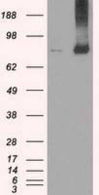 Western Blot: MIG2/Kindlin-2 Antibody (OTI9E4) - Azide and BSA Free [NBP2-72687] - HEK293T cells were transfected with the pCMV6-ENTRY control (Left lane) or pCMV6-ENTRY Kindlin-2 (Right lane) cDNA for 48 hrs and lysed. Equivalent amounts of cell lysates (5 ug per lane) were separated by SDS-PAGE and immunoblotted with anti-Kindlin-2.