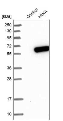 Western Blot: MINA Antibody [NBP1-89862] - Analysis in control (vector only transfected HEK293T lysate) and MINA over-expression lysate (Co-expressed with a C-terminal myc-DDK tag (3.1 kDa) in mammalian HEK293T cells).