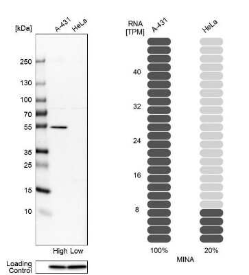 <b>Orthogonal Strategies Validation. </b>Western Blot: MINA Antibody [NBP1-89863] - Analysis in human cell lines A-431 and HeLa using anti-MINA antibody. Corresponding MINA RNA-seq data are presented for the same cell lines. Loading control: anti-PPIB.