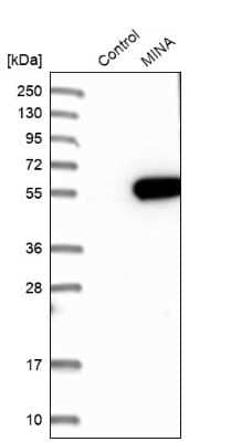 Western Blot: MINA Antibody [NBP1-89863] - Analysis in control (vector only transfected HEK293T lysate) and MINA over-expression lysate (Co-expressed with a C-terminal myc-DDK tag (3.1 kDa) in mammalian HEK293T cells).