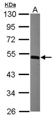 Western Blot: MINA53 Antibody [NBP2-17293] - Sample (30 ug of whole cell lysate) A: Raji 10% SDS PAGE gel, diluted at 1:3000.