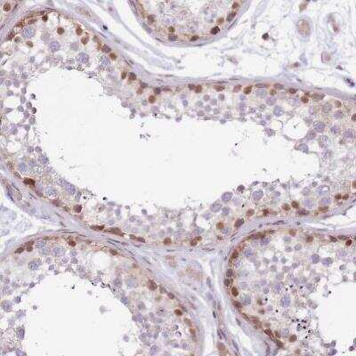 Immunohistochemistry-Paraffin: MINDY2 Antibody [NBP2-14724] - Immunohistochemical staining of human testis shows moderate nuclear positivity in cells in seminiferous ducts.
