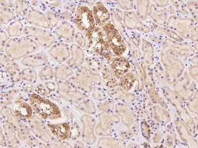 Immunohistochemistry: MINDY2 Antibody [NBP3-06279] - Immunochemical staining of human MINDY2 in human kidney with rabbit polyclonal antibody at 1:1000 dilution, formalin-fixed paraffin embedded sections.