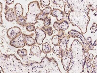 Immunohistochemistry-Paraffin: MINDY2 Antibody [NBP3-06279] - Immunochemical staining of human MINDY2 in human placenta with rabbit polyclonal antibody at 1:1000 dilution, formalin-fixed paraffin embedded sections.