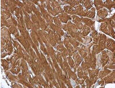 Immunohistochemistry-Paraffin: MINPP1 Antibody [NBP1-33491] - Paraffin-embedded mouse heart. MIPP antibody [C1C3]  diluted at 1:500.