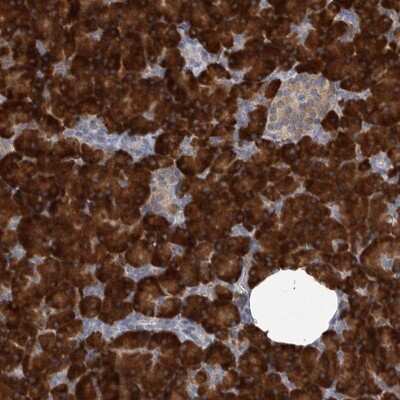 Immunohistochemistry-Paraffin: MINPP1 Antibody [NBP1-82644] - Staining of human pancreas shows strong cytoplasmic positivity in exocrine cells.