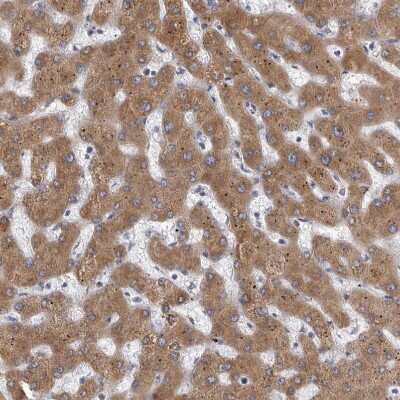 Immunohistochemistry-Paraffin MINPP1 Antibody - BSA Free