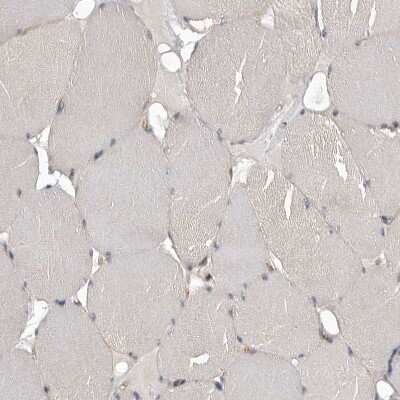 Immunohistochemistry-Paraffin MINPP1 Antibody - BSA Free