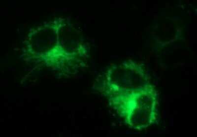 Immunocytochemistry/Immunofluorescence: MINPP1 Antibody (OTI1B2) - Azide and BSA Free [NBP2-72693] - Analysis of COS7 cells transiently transfected by pCMV6-ENTRY MINPP1.