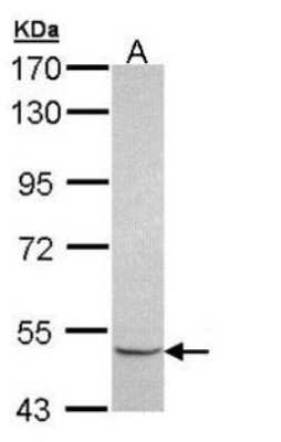 Western Blot: MINPP1 Antibody [NBP1-32872] - (30 ug of whole cell lysate) A: Molt-4  7.5% SDS PAGE diluted at 1:1000