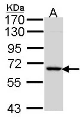 Western Blot: MINPP1 Antibody [NBP1-33491] - Sample (30 ug of whole cell lysate) A: Hela 7. 5% SDS PAGE; antibody diluted at 1:1000.