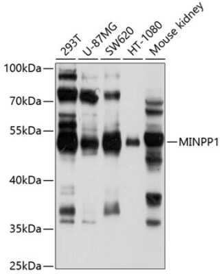 Western Blot: MINPP1 Antibody [NBP3-04933] - Analysis of extracts of various cell lines, using MINPP1 antibody at 1:1000 dilution. Secondary antibody: HRP Goat Anti-Rabbit IgG (H+L) at 1:10000 dilution. Lysates/proteins: 25ug per lane. Blocking buffer: 3% nonfat dry milk in TBST. Detection: ECL Basic Kit
