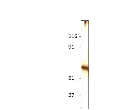 Western Blot: MINPP1 Antibody [NBP3-12403] - 1:500 antibody dilution in DiluObuffer.