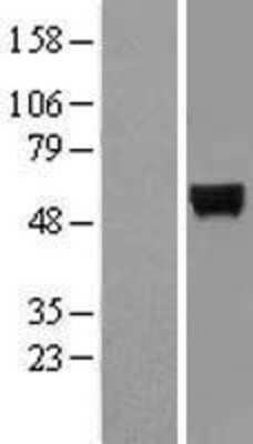 Western Blot MINPP1 Overexpression Lysate
