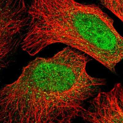 Immunocytochemistry/Immunofluorescence: MIOS Antibody [NBP2-56732] - Staining of human cell line U-2 OS shows localization to nucleus & cytosol.