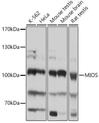Western Blot: MIOS Antibody [NBP2-93615] - Analysis of extracts of various cell lines, using MIOS at 1:1000 dilution.Secondary antibody: HRP Goat Anti-Rabbit IgG (H+L) at 1:10000 dilution.Lysates/proteins: 25ug per lane.Blocking buffer: 3% nonfat dry milk in TBST.Detection: ECL Basic Kit .Exposure time: 1s.