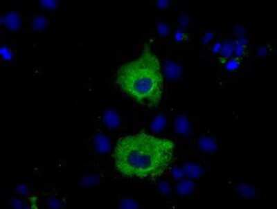 Immunocytochemistry/Immunofluorescence: MIOX Antibody (4G7) [NBP2-02771] Staining of COS7 cells transiently transfected by pCMV6-ENTRY MIOX.