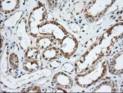 Immunohistochemistry-Paraffin: MIOX Antibody (4G7) [NBP2-02771] - Staining of paraffin-embedded Human Kidney tissue using anti-MIOX mouse monoclonal antibody.