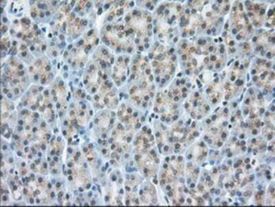 Immunohistochemistry-Paraffin: MIOX Antibody (4G7) [NBP2-02771] - Staining of paraffin-embedded Human pancreas tissue using anti-MIOX mouse monoclonal antibody.