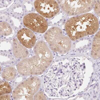 Immunohistochemistry-Paraffin: MIOX Antibody [NBP2-31975] - Staining of human kidney shows high expression.